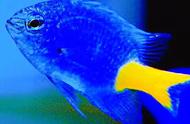 欣赏黄尾蓝魔鱼的美丽