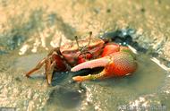 招潮蟹：大螯载身的不对称动物，独臂“杨大侠”的独特风采