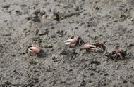 青岛滩涂：招潮蟹的神秘世界