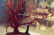 红珊瑚：海洋中的珍稀贵族