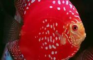 七彩神仙鱼，美得让人惊叹，送给你的礼物，快来欣赏！