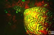 首次曝光：神秘的“发光”海龟视频