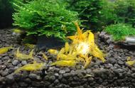 金背黄金米虾：一种值得观赏的虾类