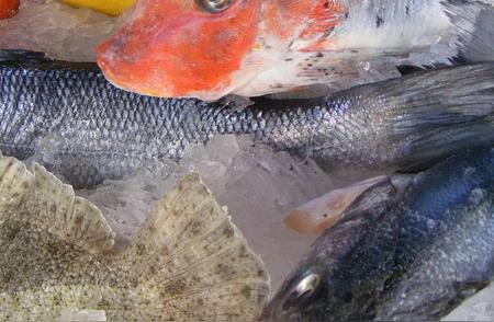 观赏鱼健康守护：常见病害与治疗策略