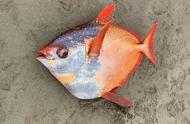 一只90斤重的亮橙色鱼意外登陆美国海滩，其圆胖的身形令人忍俊不禁