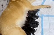 拉布拉多犬的12个孩子中无一像父亲，绿帽子的名号由此而来