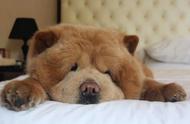 松狮犬热潮：像泰迪熊一样可爱的狗狗