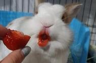 兔子吃草莓后，瞬间变为烈焰红唇，网友：好想亲一口