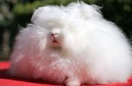 安哥拉兔：毛球般的大型棉花糖动物