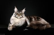 缅因猫：温柔巨人的粘人魅力与注意事项