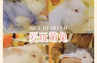 杭州首家撸安哥拉巨兔店：一次难忘的体验