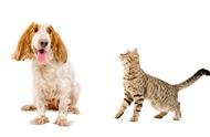 宠物健康：犬猫特应性皮炎的识别与治疗