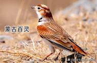 中国百灵鸟科种类大全：17种鸟类等你来欣赏