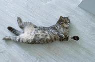 懒洋洋的猫：如何训练你的宠物成为世界上最懒散的猎手