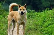 曲靖城区实施新规：禁止饲养49种狗类