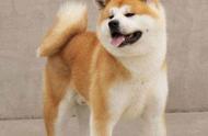 秋田犬：日本的国宝宠物