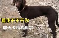 中国土狗VS“洋犬”，笑看中华田园犬家族的不屈