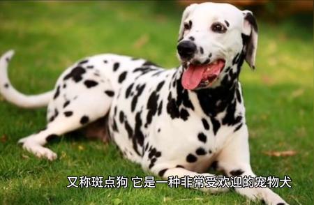 大麦町犬：宠物视频中的明星