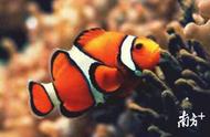 小丑鱼的科学名称揭秘：海洋生物学的新视角