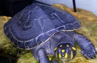 揭秘“忍者神龟”原型：黄头侧颈龟的传奇之旅