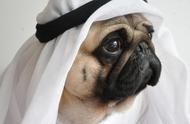 巴哥犬独特魅力揭秘：为何它丑陋又吸引人