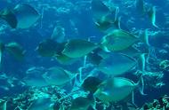 生物多样性的奇妙展示：西沙群岛珊瑚礁中的鱼类