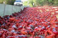 澳洲红蟹盛大迁徙，交配季节的海洋狂欢