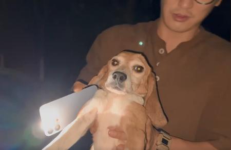 霍思燕收养的珍珠比格犬背景揭秘