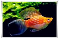 宠物热带鱼：玛丽鱼繁殖的6大要点，让你轻松养好玛丽鱼！