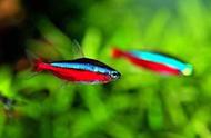小型热带观赏鱼：宝莲灯的魅力