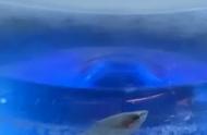 泰国的神秘密封桶：水中游动的暹罗斗鱼，安全吗？