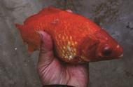 你曾经尝试过钓红色的鲫鱼吗？一位市民在长江边捕获了金鱼的古老品种