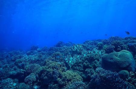 加勒比群岛采用抗生素来阻止疾病在珊瑚间的传播