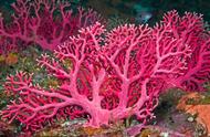 珊瑚：海洋生物的瑰宝