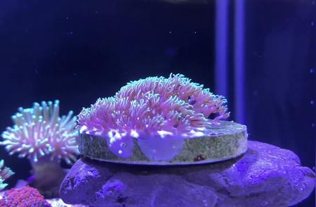 海缸初体验：一个月后，新手也能养出喜爱的珊瑚
