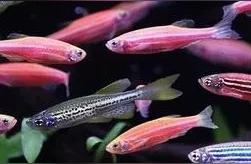 三种初学者友好的鱼类：冷水养殖经验分享