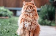 大型猫科动物：你是否对缅因猫感兴趣？