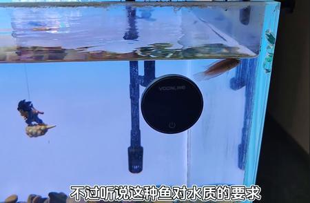 中国斗鱼：淡水中的极致美丽