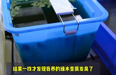泰国斗鱼繁殖指南：一次失误让70L绿水变质