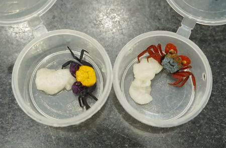 揭秘海关截获的90只吸血鬼蟹：6种珍稀生物的发现与挑战