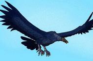 揭秘阿根廷巨鹰：巨大体型与惊人的猎物举起能力
