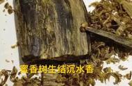 奇楠沉香：古代与现代的面貌比较