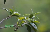 探寻野生古树红茶的源头与魅力