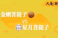 金刚VS星月：谁将赢得菩提一哥的称号？