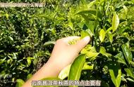 秋茶季节的云南普洱茶：收藏与品饮的绝佳时机