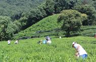 跟着茶经做茶饼：体验传统工艺的魅力