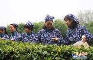 南京雨花茶的60周年纪念：中山陵茶厂春茶的首次开采