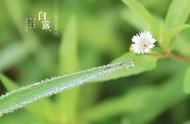 白露时节，秋茶的芳香秘密揭晓