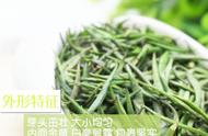 探索君山银针：茶百科的新视角