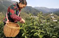 富溪高山茶园：黄山毛峰的原产地，今日正式开采